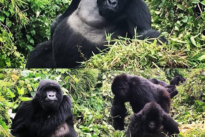 1-Day Rwanda Gorilla Tour - Final Thoughts