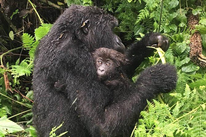 1-Day Rwanda Gorilla Tour - FAQ