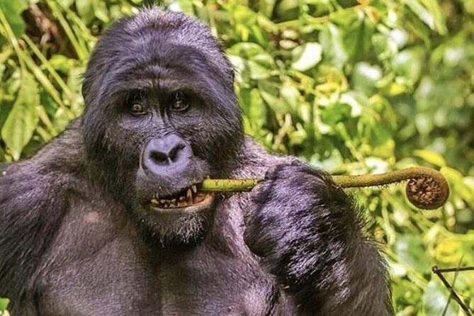 1-Day Rwanda Gorilla Tour - The Sum Up