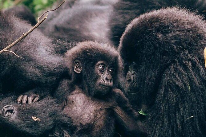 1 Day Rwanda Gorilla Trekking - Introduction
