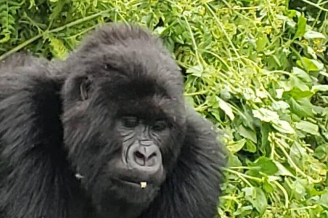 1 Day Rwanda Gorilla Trekking - Who This Tour Is Best For