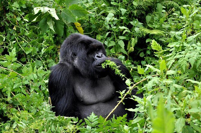1 Day Rwanda Gorilla Trekking Tour In The Volcanoes National Park - Key Points