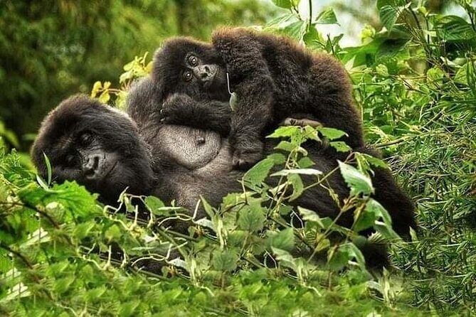 1 Day Rwanda Gorilla Trekking Tour In The Volcanoes National Park - What Travelers Say