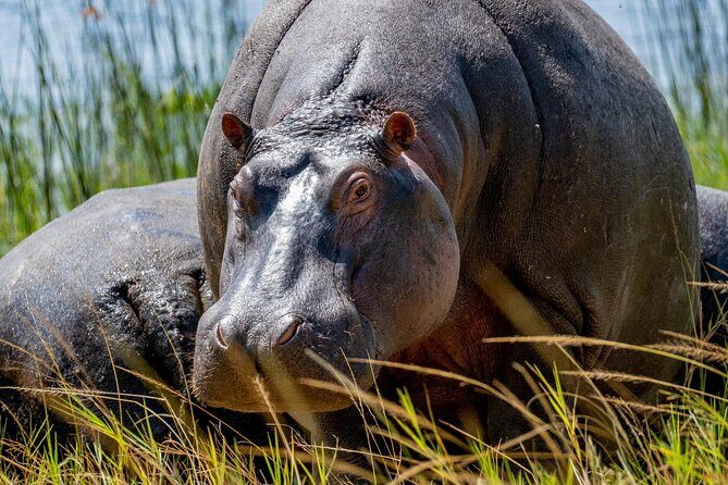 1 Day Safari to Akagera national park-Big5 Safari - Key Points
