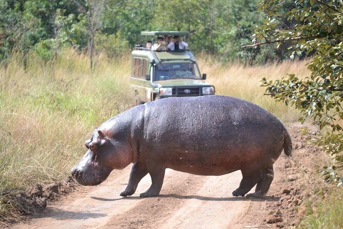 1 Day Safari to Akagera national park-Big5 Safari - The Itinerary in Detail: What to Expect