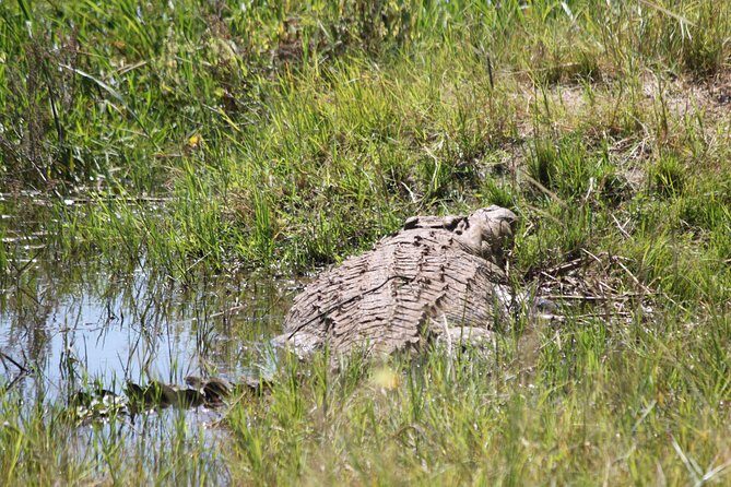 1 Day Safari to Akagera national park-Big5 Safari - Authentic Experiences: What Past Travelers Say