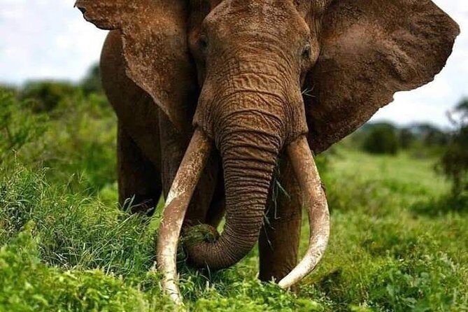 1 Day safari to Amboseli National park. - Key Points