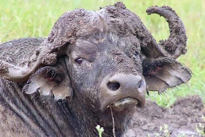 1 Day safari to Amboseli National park. - Exploring Amboseli in a Day