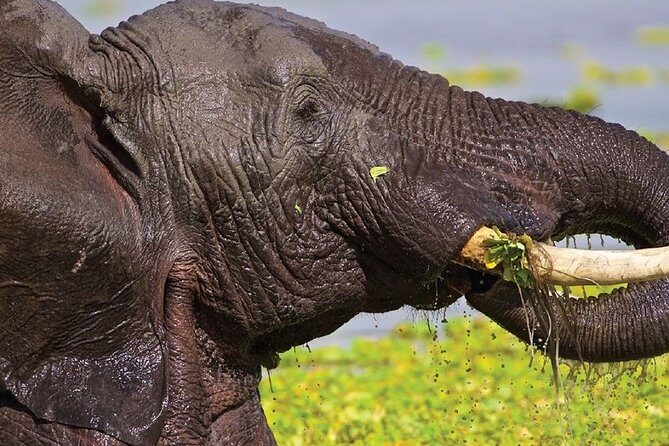 1 Day safari to Amboseli National park. - The Sum Up