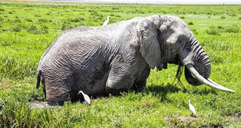 1 DAY SAFARI TO AMBOSELI NATIONAL PARK - A Day in Amboseli: What to Expect