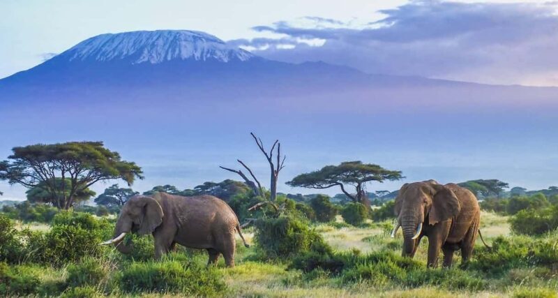 1 DAY SAFARI TO AMBOSELI NATIONAL PARK - What’s Included and What’s Not