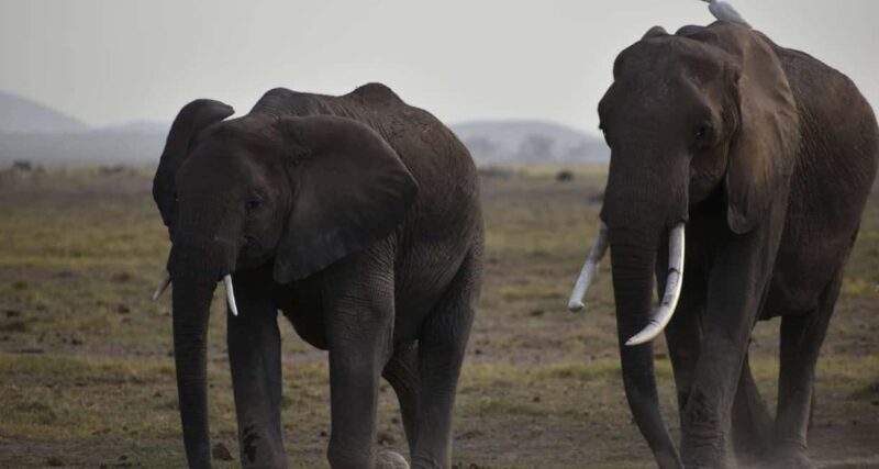 1 DAY SAFARI TO AMBOSELI NATIONAL PARK - Why We Think This Tour Offers Good Value