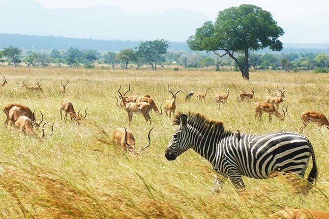 1 Day Safari to Mikumi National park from Zanzibar by flight - An In-Depth Look at the Safari Experience