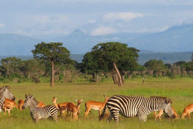 1 Day Safari to Mikumi National park from Zanzibar by flight - The Practicalities