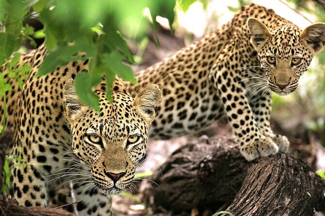 1 Day Safari to Mikumi National park from Zanzibar by flight - Who Will Enjoy This Tour Most?