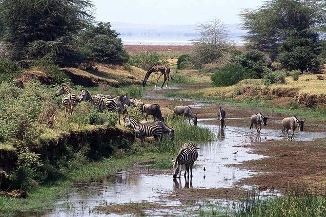 1 Day Safari to Mikumi National park from Zanzibar by flight - The Sum Up: Is It Worth It?