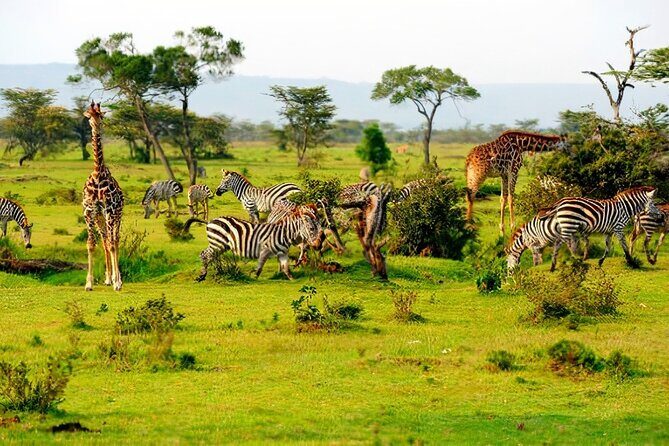 1 Day Safari to Mikumi National park from Zanzibar by flight - Frequently Asked Questions