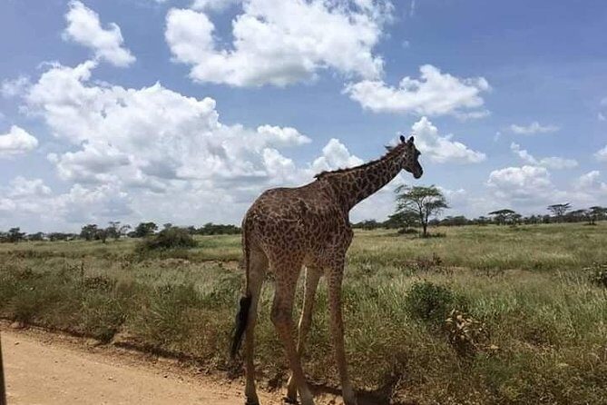 1 Day safari to Nyerere Nationals parks from Zanzibar - An In-Depth Look at the Safari Itinerary