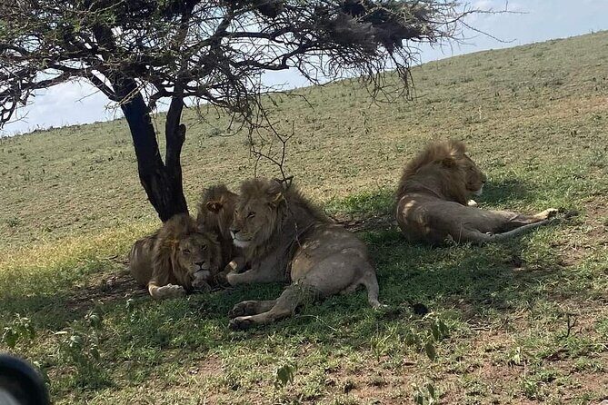 1. Day safaris to Mikumi by Train from dar es salaam - What Travelers Can Expect