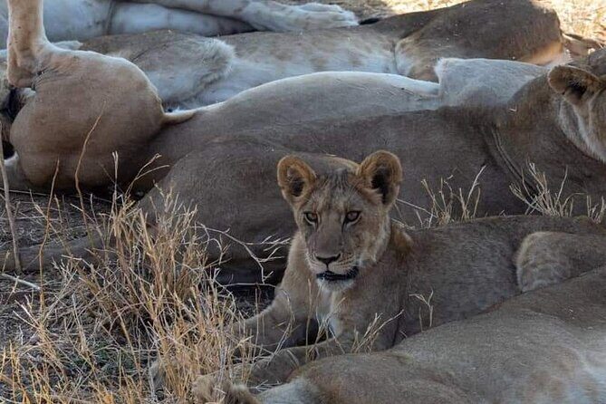 1. Day safaris to Mikumi by Train from dar es salaam - The Sum Up: Who Will Love This Safari?