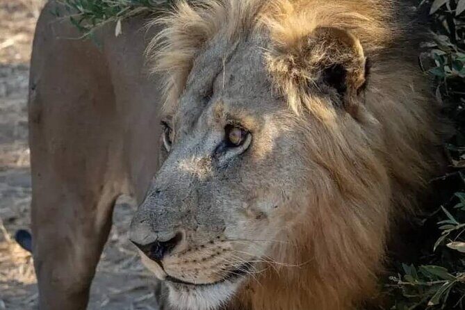 1. Day safaris to Mikumi by Train from dar es salaam - FAQs