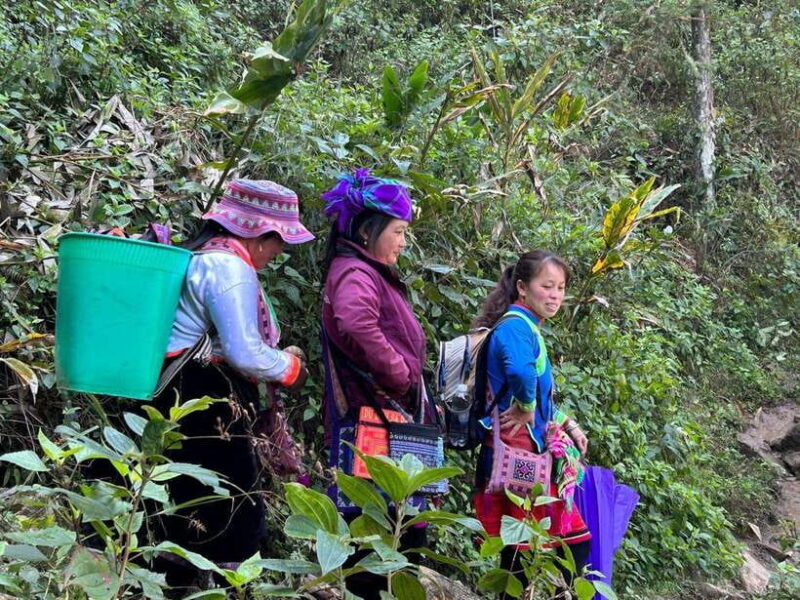 1 Day Sapa Trek&Home-cooked Lunch HmongSisterHouse&Trekking - Key Points