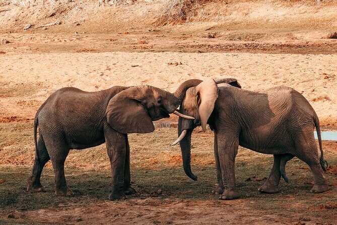 1-Day Selous (Nyerere National Park) Fly-In Safari from Zanzibar - Key Points