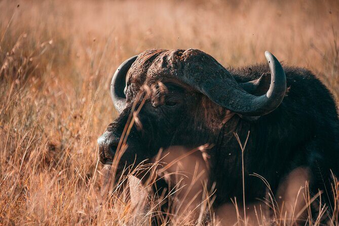 1-Day Selous (Nyerere National Park) Fly-In Safari from Zanzibar - What to Expect on This Safari