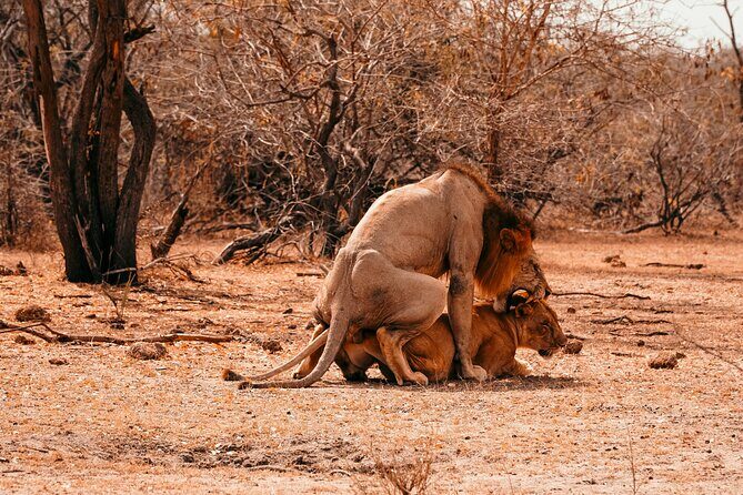 1-Day Selous (Nyerere National Park) Fly-In Safari from Zanzibar - Breaking Down the Itinerary