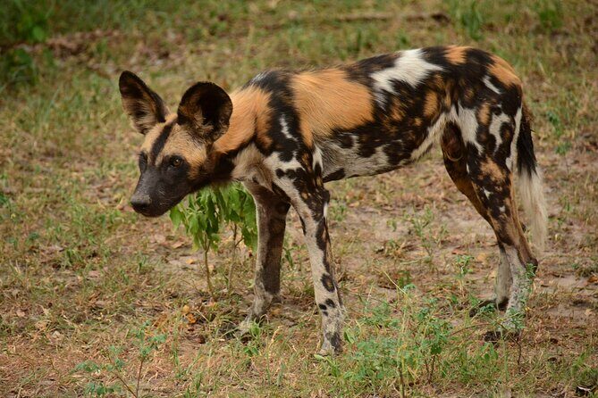 1-Day Selous (Nyerere National Park) Fly-In Safari from Zanzibar - Authentic Experiences and Real Reviews