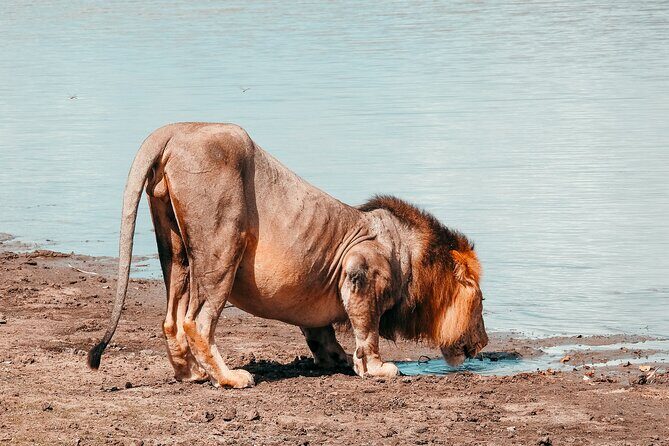 1-Day Selous (Nyerere National Park) Fly-In Safari from Zanzibar - Practical Details