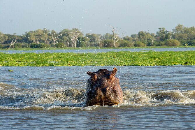 1-Day Selous (Nyerere National Park) Fly-In Safari from Zanzibar - The Sum Up