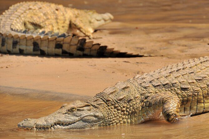 1-Day Selous (Nyerere National Park) Fly-In Safari from Zanzibar - FAQ