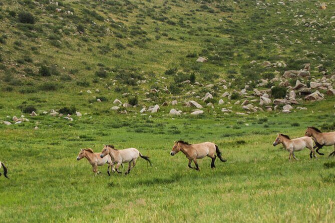 1 Day Semi-Gobi Tour Including Lunch And Free Camel +Bonus Khustai National Park - Who Is This Tour Best For?