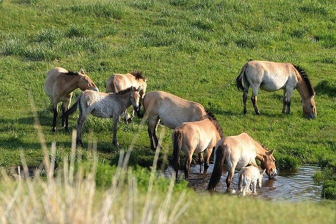 1 Day Semi-Gobi Tour Including Lunch And Free Camel +Bonus Khustai National Park - The Sum Up: Is This Tour Worth It?