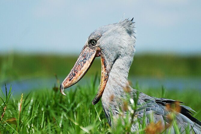 1 Day Shoebill Stork and Birding Experience - A Practical Guide to the 1 Day Shoebill Stork and Birding Experience