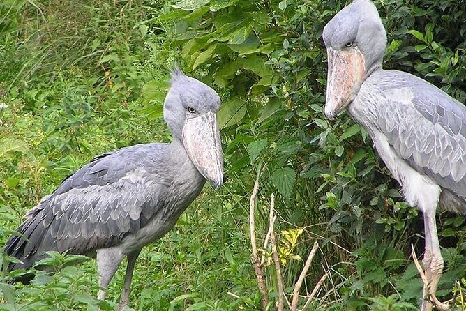 1 Day Shoebill Stork and Birding Experience - Summary of the Experience