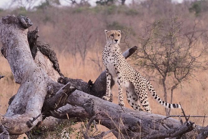 1 Day Skukuza Wildlife Photographic Safari - Kruger National Park - Who Will Love This Safari?