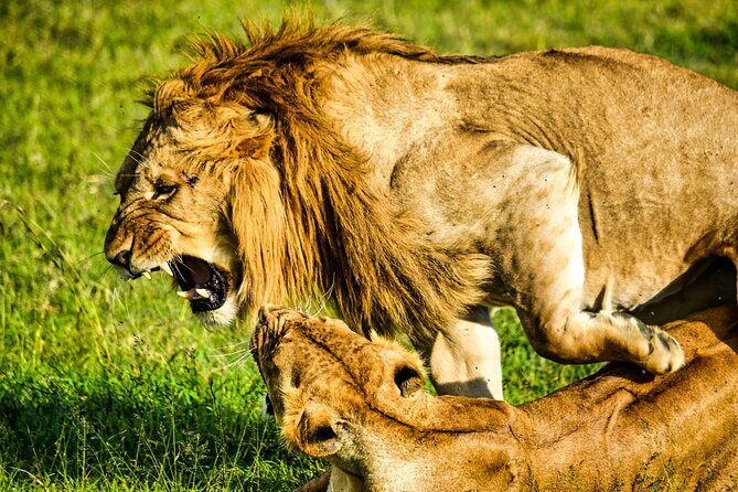 1 Day Tanzania Sharing Budget Group joining Tour to Ngorongoro - The Realities of a Group Safari