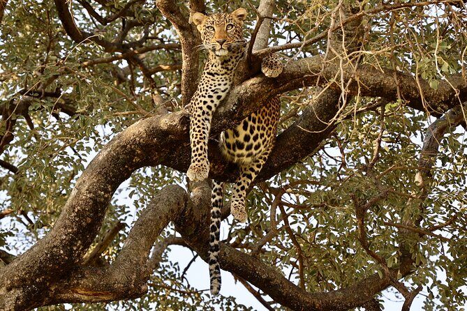 1 Day Tanzania Sharing Budget Group joining Tour to Ngorongoro - The Sum Up