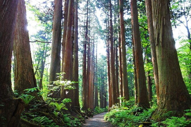 1-Day Togakushi Tour: Soba making, Ninja Town, and Hidden Shrines - Final Thoughts