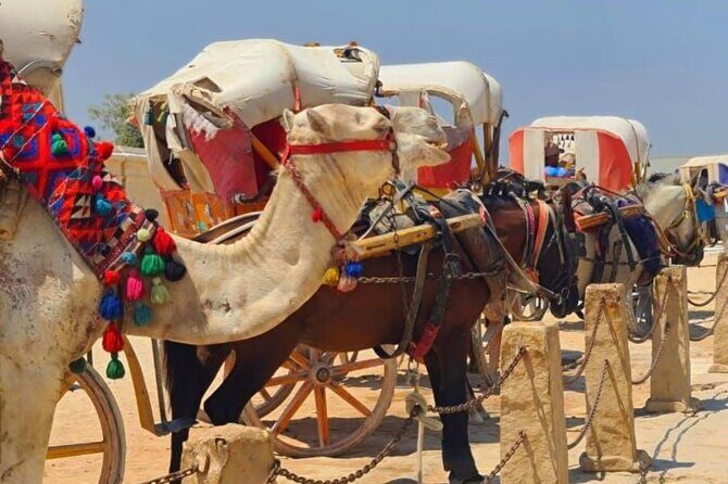 1 Day Tour in Cairo from Sharm El Sheikh - The Sum Up