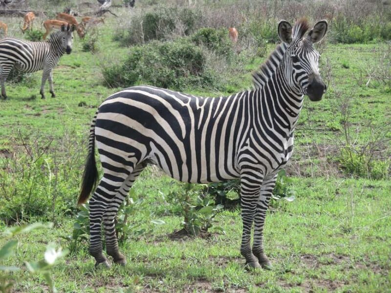1-Day trip adventure to Mikumi Park from Zanzibar by flight - What Makes This Tour Stand Out