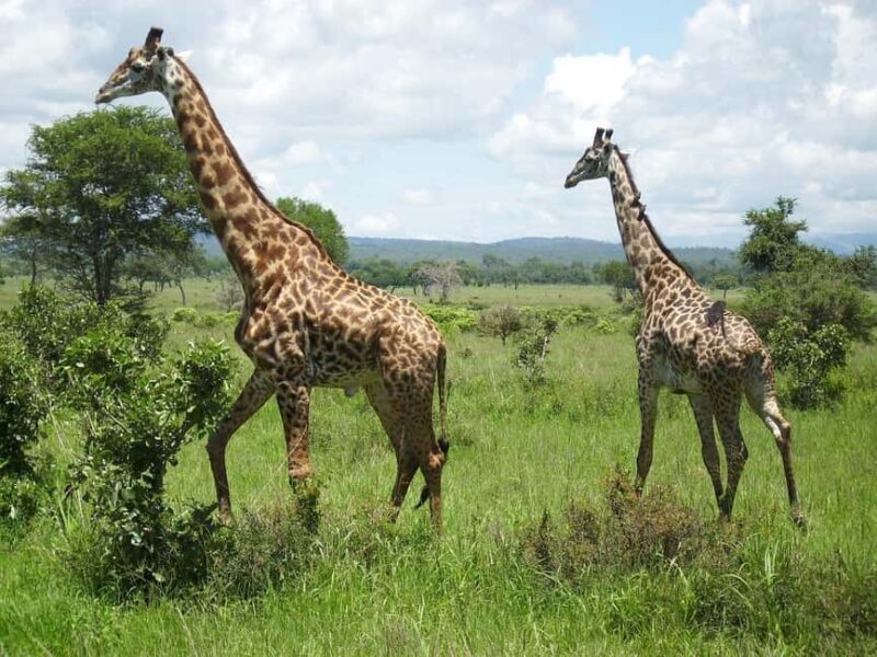1-Day trip adventure to Mikumi Park from Zanzibar by flight - The Itinerary in Detail