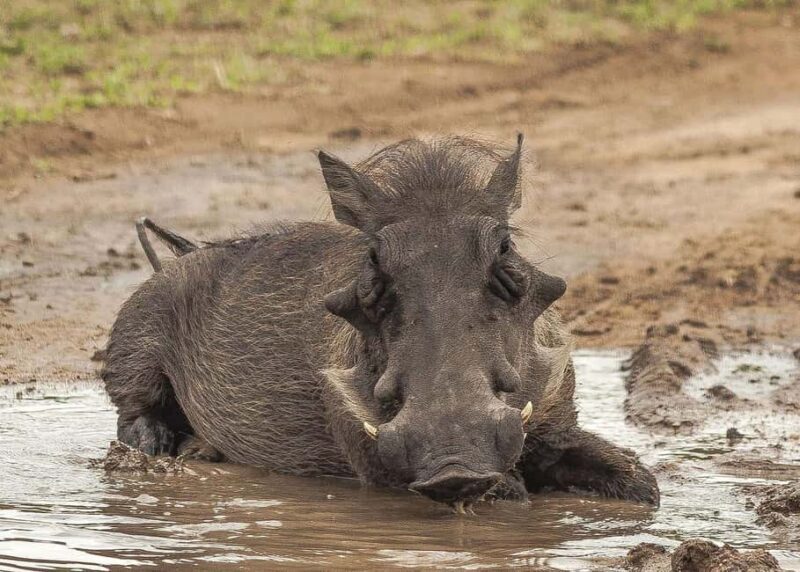 1-Day trip experience from Zanzibar to Mikumi Park by flight - Key Points