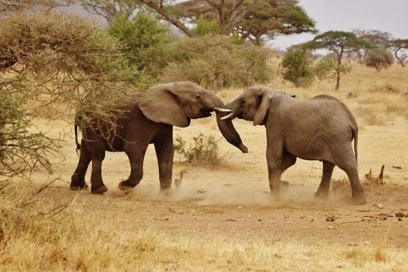 1-Day trip experience from Zanzibar to Mikumi Park by flight - The Landscape and Wildlife Experience
