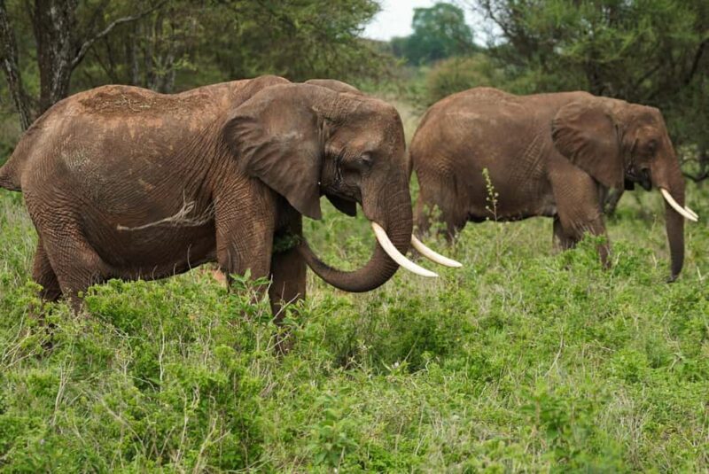 1 Day Trip Lake Manyara National Park - The Itinerary: What to Expect