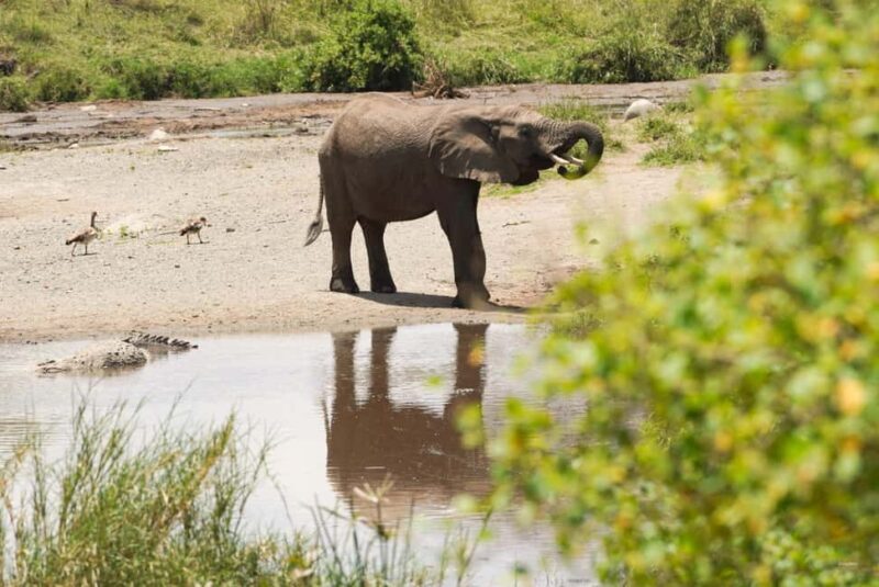 1 Day Trip Tarangire National Park - An In-Depth Look at the Experience
