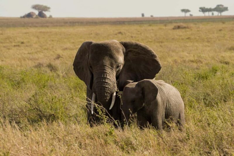 1 Day Trip Tarangire National Park - Practical Tips for Your Trip