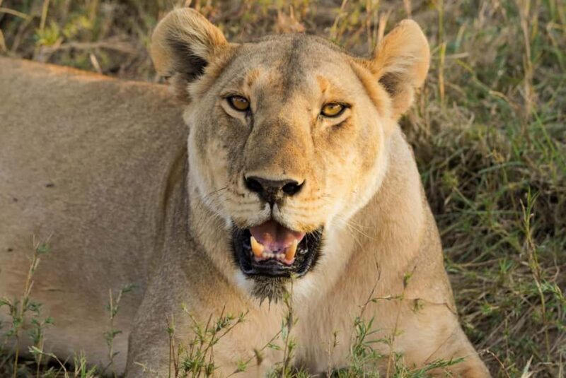 1 Day Trip Tarangire National Park - The Sum Up: Who Should Consider This Trip?